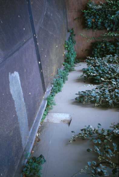 Area 4156: l'epigrafe inserita nel muro della rampa di accesso ai garage del condominio di via Po