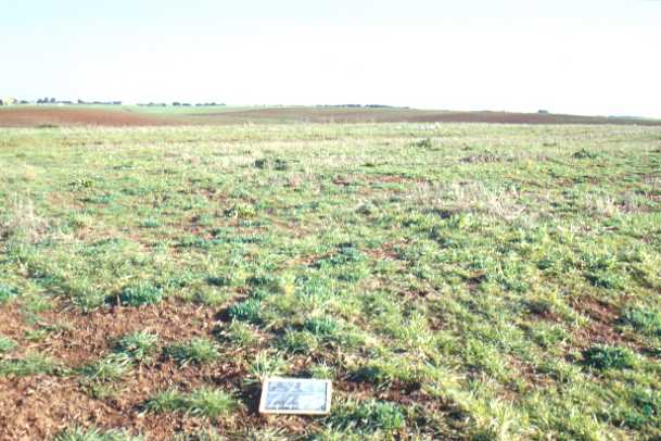 Area 4471: il terreno dove è stata individuata una concentrazione di frammenti fittili