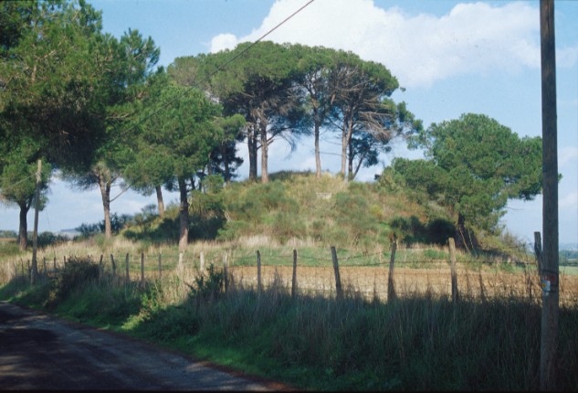 Area 5236: il tumulo ricoperto da vegetazione