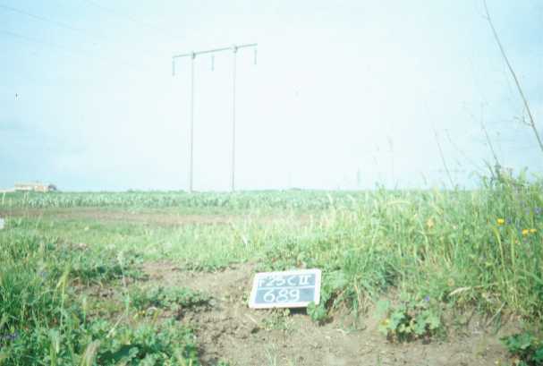 Area 689: il terreno all'interno del quale la Carta dell'Agro segnala la presenza di frammenti fittili