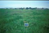 Area 1368: il terreno segnalato dalla Carta dell'Agro per la presenza di frammenti fittili