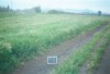 Area 1375: il terreno segnalato dalla Carta dell'Agro per la presenza di frammenti fittili