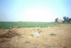 Area 4005: il terreno dove la Carta dell'Agro segnala la presenza di un tratto basolato